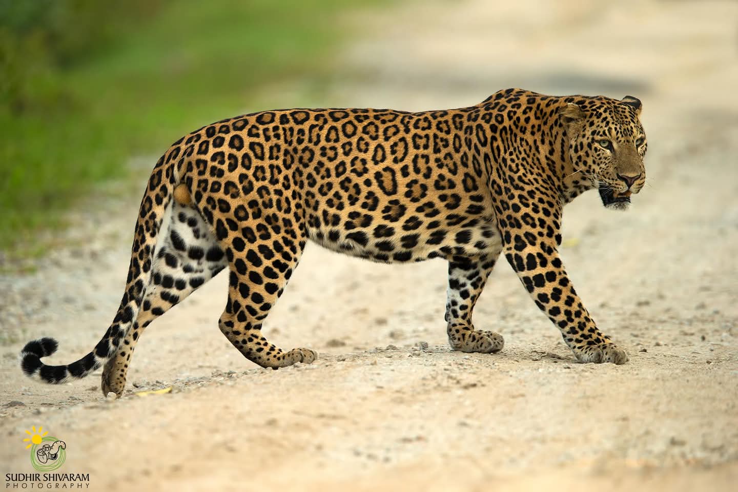 Mysore Palace interior with ornate pillars